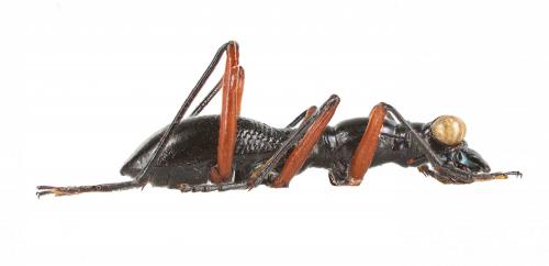 Réf. 245 430 : Tricondyla aptera punctipennis